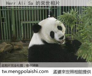 Herr Ali Sa 來世的未來相片