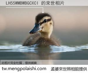 LH55WMBWBGCXCI 來世的未來相片