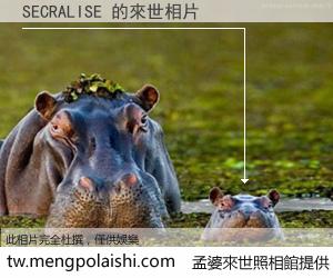 SECRALISE 來世的未來相片