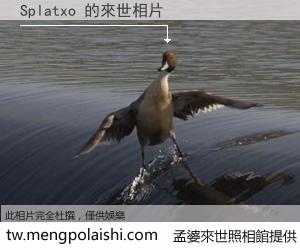 Splatxo 來世的未來相片