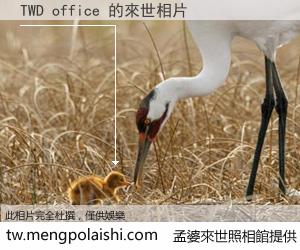 TWD office 來世的未來相片