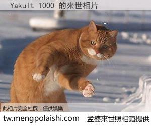 Yakult 1000 來世的未來相片