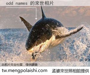 odd names 來世的未來相片