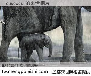 cuwowcs 來世的未來相片