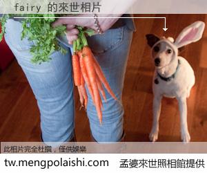 fairy 來世的未來相片