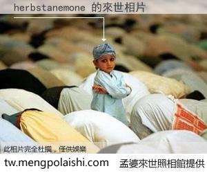 herbstanemone 來世的未來相片