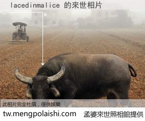 lacedinmalice 來世的未來相片