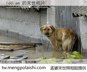 lddiam 來世的未來相片