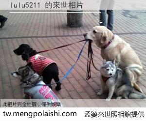 lulu5211 來世的未來相片