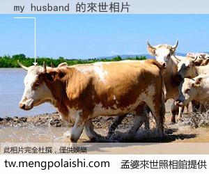 my husband 來世的未來相片