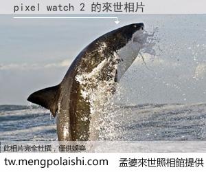 pixel watch 2 來世的未來相片