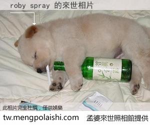 roby spray 來世的未來相片