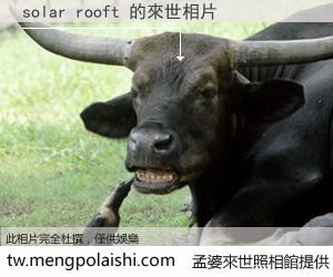 solar rooft 來世的未來相片
