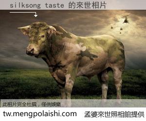 silksong taste 來世的未來相片