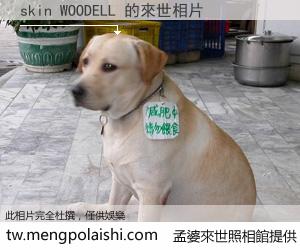 skin WOODELL 來世的未來相片
