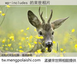 wp-includes 來世的未來相片