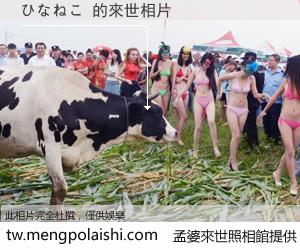 ひなねこ 來世的未來相片