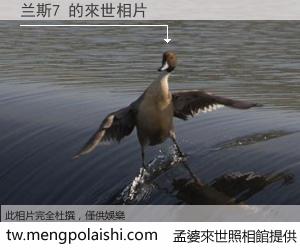 兰斯7 來世的未來相片