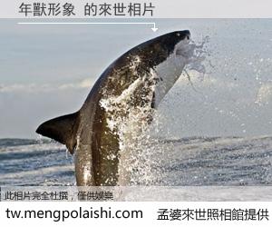 年獸形象 來世的未來相片