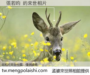 張若昀 來世的未來相片