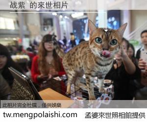 战紫 來世的未來相片