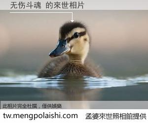 无伤斗魂 來世的未來相片