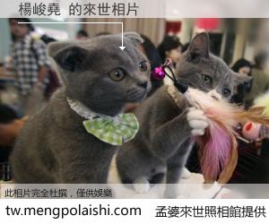 楊峻堯 來世的未來相片