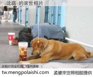 沈庭 來世的未來相片