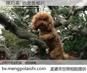 陳巧英 來世的未來相片