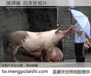 陳擇曦 來世的未來相片