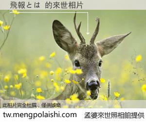 飛報とは 來世的未來相片