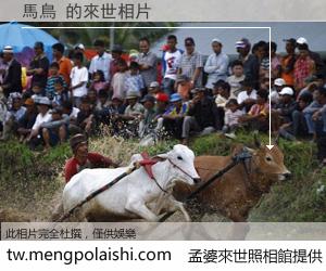 馬鳥 來世的未來相片