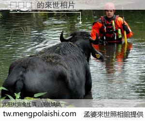 벨코즈 來世的未來相片