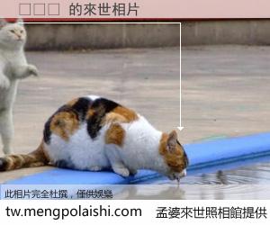 양채류 來世的未來相片