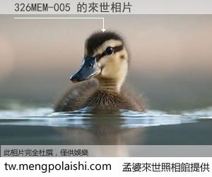 326MEM-005 來世的未來相片