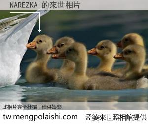 NAREZKA 來世的未來相片