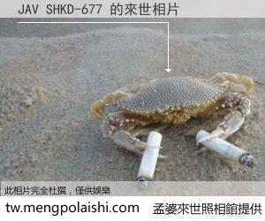 JAV SHKD-677 來世的未來相片