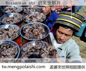 Rossenkam str 來世的未來相片