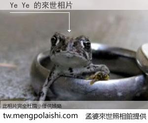 Ye Ye 來世的未來相片