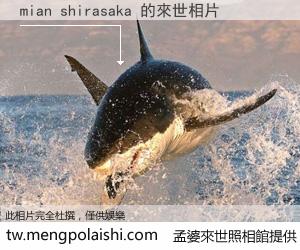 mian shirasaka 來世的未來相片