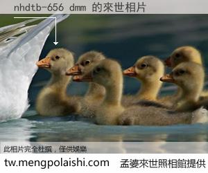 nhdtb-656 dmm 來世的未來相片