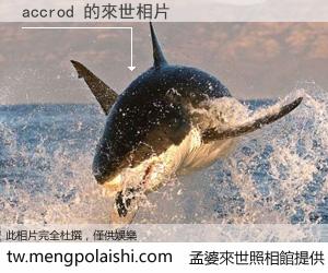 accrod 來世的未來相片