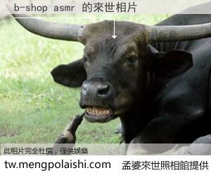 b-shop asmr 來世的未來相片