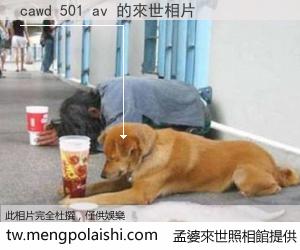 cawd 501 av 來世的未來相片