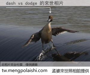 dash vs dodge 來世的未來相片