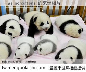 igs schortens 來世的未來相片