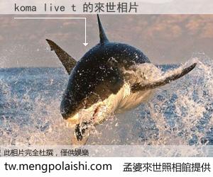 koma live t 來世的未來相片