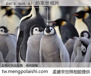 para que al 來世的未來相片
