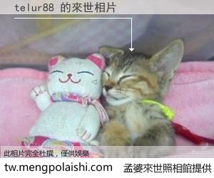 telur88 來世的未來相片