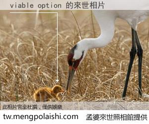 viable option 來世的未來相片